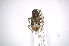  (Myoxinus pictusAS2 - INBIOCRI001292684)  @12 [ ] Copyright (2012) A. Solis Instituto Nacional de Biodiversidad