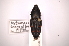  (Cactophagus transatlanticus - INBIOCRI001293768)  @11 [ ] Copyright (2012) Angel Solis Instituto Nacional de Biodiversidad