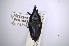  (Cactophagus pruinosus - INBIOCRI001734687)  @11 [ ] Copyright (2012) Angel Solis Instituto Nacional de Biodiversidad