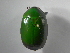  (Ptenomela gratiosa - INBIOCRI001776524)  @11 [ ] Copyright (2010) A. Solis Instituto Nacional de Biodiversidad