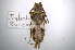  (Tybalmia funeraria - INBIOCRI001813622)  @11 [ ] Copyright (2012) A. Solis Instituto Nacional de Biodiversidad