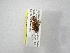  (Macrodactylus pseudothoracicus - INBIOCRI001854856)  @12 [ ] Copyright (2010) A. Solis Instituto Nacional de Biodiversidad