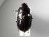  (Cyclocephala carbonariaASolis02 - INBIOCRI001885075)  @14 [ ] Copyright (2010) A. Solis Unspecified