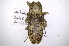 (Lochmaeocles batesi - INBIOCRI001891897)  @11 [ ] Copyright (2012) A. Solis Instituto Nacional de Biodiversidad