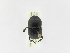  (Ontherus brevipennis - INBIOCRI002004566)  @13 [ ] Copyright (2010) A. Solis Instituto Nacional de Biodiversidad