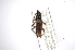  (Stenosphenus cribripennis - INBIOCRI002124703)  @14 [ ] Copyright (2012) A. Solis Instituto Nacional de Biodiversidad