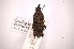  (Cactophagoides verrucosus - INBIOCRI002130944)  @11 [ ] Copyright (2012) Angel Solis Instituto Nacional de Biodiversidad