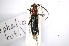  (Nephalioides rutilus - INBIOCRI002145275)  @14 [ ] Copyright (2012) A. Solis Instituto Nacional de Biodiversidad