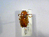  (Phyllophaga ASolis41 - INBIOCRI002172556)  @13 [ ] CreativeCommons - Attribution Non-Commercial Share-Alike  National Biodiversity Institute of Costa Rica National Biodiversity Institute of Costa Rica