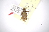  (Anisopodus affinis - INBIOCRI002285695)  @11 [ ] Copyright (2012) A. Solis Instituto Nacional de Biodiversidad