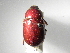  (Cyclocephala nigerrimaASolis01 - INBIOCRI002343041)  @11 [ ] Copyright (2010) A. Solis Instituto Nacional de Biodiversidad