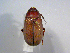  (Phyllophaga spASolis118 - INBIOCRI002356213)  @14 [ ] CreativeCommons - Attribution Non-Commercial Share-Alike  National Biodiversity Institute of Costa Rica National Biodiversity Institute of Costa Rica