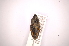  (Cactophagus sinuatus - INBIOCRI002373226)  @11 [ ] Copyright (2012) Angel Solis Instituto Nacional de Biodiversidad
