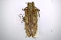  (Tybalmia caeca - INBIOCRI002401554)  @11 [ ] Copyright (2012) A. Solis Instituto Nacional de Biodiversidad
