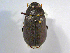  (Phyllophaga lissopygeASolis2 - INBIOCRI002422594)  @14 [ ] CreativeCommons - Attribution Non-Commercial Share-Alike  National Biodiversity Institute of Costa Rica National Biodiversity Institute of Costa Rica