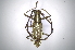  (Neoptychodes candidus - INBIOCRI002440584)  @15 [ ] Copyright (2012) A. Solis Instituto Nacional de Biodiversidad