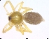  (Phrurolithinae - BIOUG02361-C12)  @11 [ ] CreativeCommons - Attribution (2011) M. Alex Smith Centre for Biodiversity Genomics
