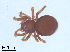  (Tetrablemmidae - BL-10540Y-B08)  @12 [ ] CreativeCommons - Attribution Non-Commercial Share-Alike (2016) Alex Smith University of Guelph