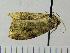  (Phaecasiophora cornigera - ASTOR-11-0291)  @13 [ ] Unspecified (default): All Rights Reserved  Unspecified Unspecified