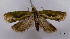  (Dicephalarcha sicca - ASTOR-11-0483)  @13 [ ] Unspecified (default): All Rights Reserved  Unspecified Unspecified