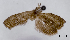  (Semutophila saccharopa - ASTOR-11-0536)  @11 [ ] Unspecified (default): All Rights Reserved  Unspecified Unspecified