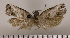  (Spilonota albitegulana - ASTOR-11-0654)  @11 [ ] Unspecified (default): All Rights Reserved  Unspecified Unspecified