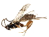  (Picrostigeus antennalis - 07PROBE-23370)  @13 [ ] CreativeCommons - Attribution (2009) Unspecified Centre for Biodiversity Genomics