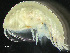  ( - HMSC174-00406)  @11 [ ] CreativeCommons - Attribution Non-Commercial Share-Alike (2023) Unspecified Huntsman Marine Science Centre