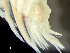  ( - HMSC174-00406)  @11 [ ] CreativeCommons - Attribution Non-Commercial Share-Alike (2023) Unspecified Huntsman Marine Science Centre