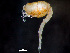  (Eudorella pusilla - HMSC174-00896)  @11 [ ] by-nc-sa  Unspecified Huntsman Marine Science Centre
