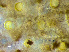  (Smittinidae - HMSC174-00179)  @11 [ ] by-nc-sa  Unspecified Huntsman Marine Science Centre