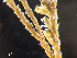  (Sertularia cupressina - HMSC174-00369)  @11 [ ] by-nc-sa  Unspecified Huntsman Marine Science Centre