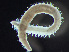  (Streptosyllis - HMSC174-00750)  @11 [ ] by-nc-sa  Unspecified Huntsman Marine Science Centre