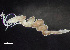  (Kirkegaardia baptisteae - HMSC174-00807)  @11 [ ] by-nc-sa  Unspecified Huntsman Marine Science Centre