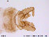  (Eukiefferiella devonica - ATNA241)  @13 [ ] CreativeCommons - Attribution Non-Commercial Share-Alike (2013) NTNU Museum of Natural History and Archaeology NTNU Museum of Natural History and Archaeology