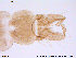  (Paraphaenocladius exagitans - ATNA296)  @13 [ ] CreativeCommons - Attribution Non-Commercial Share-Alike (2013) NTNU Museum of Natural History and Archaeology NTNU Museum of Natural History and Archaeology