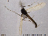  (Chaetocladius longivirgatus - ATNA408)  @12 [ ] CreativeCommons - Attribution Non-Commercial Share-Alike (2013) NTNU Museum of Natural History and Archaeology NTNU Museum of Natural History and Archaeology