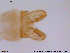  (Limnophyes sp. 4ES - ATNA492)  @13 [ ] CreativeCommons - Attribution Non-Commercial Share-Alike (2013) NTNU Museum of Natural History and Archaeology NTNU Museum of Natural History and Archaeology