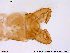  (Limnophyes bidumus - ATNA493)  @13 [ ] CreativeCommons - Attribution Non-Commercial Share-Alike (2013) NTNU Museum of Natural History and Archaeology NTNU Museum of Natural History and Archaeology