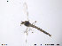  (Chironomus sollicitus - ATNA78)  @11 [ ] CreativeCommons - Attribution Non-Commercial Share-Alike (2013) NTNU Museum of Natural History and Archaeology NTNU Museum of Natural History and Archaeology