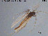  (Chaetocladius gracilis - ATNA561)  @11 [ ] CreativeCommons - Attribution Non-Commercial Share-Alike (2015) NTNU University Museum, Department of Natural History NTNU University Museum, Department of Natural History