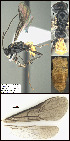  (Chilearinus - H12114)  @11 [ ] CreativeCommons - Attribution Share-Alike (2021) Unspecified Research Collection of Michael Sharkey
