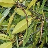  (Rhizophora apiculata - AUCASMB10)  @11 [ ] CreativeCommons - Attribution Non-Commercial (2010) S.Gurudeeban Annamalai Universtiy