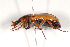  (Lomaptera cinnamomea - MIC60522-008)  @14 [ ] Copyright (2013) Christian Moeseneder MIC