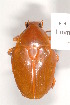  (Schizorhina immaculata - MIC60629-001)  @14 [ ] Copyright (2013) Christian Moeseneder MIC