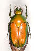  (Lomaptera australis - MIC60639-002)  @14 [ ] Copyright (2013) Christian Moeseneder MIC