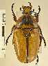  (Aphanesthes sp_aisa_chm - AFBRC8085-02)  @11 [ ] CreativeCommons  Attribution (by) (2018) Christian Moeseneder MIC