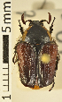  (Pseudoclithria adusta - AFBRC8093-01)  @11 [ ] CreativeCommons  Attribution (by) (2018) Christian Moeseneder MIC