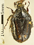  (Chondropyga sp_cnum_chm - AFBRC8100-01)  @11 [ ] CreativeCommons  Attribution (by) (2018) Christian Moeseneder MIC