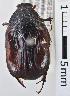  (Pseudoclithria hirticeps - MIC10016-001)  @13 [ ] CreativeCommons  Attribution (by) (2017) Christian Moeseneder MIC